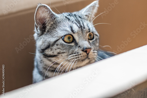 Beautiful grey cat