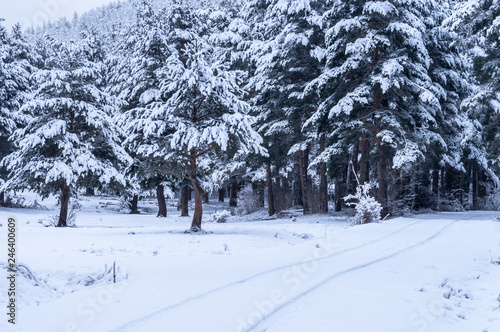 Landscape of a forest with snowy pines