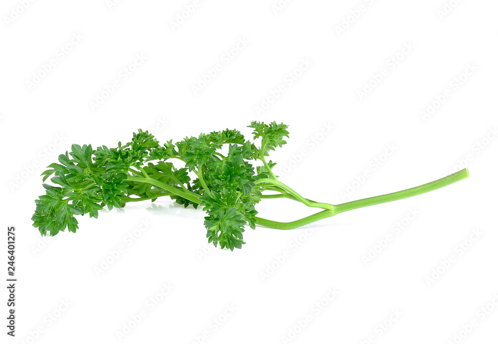 Parsley isolated on white background Parsley isolated on white background