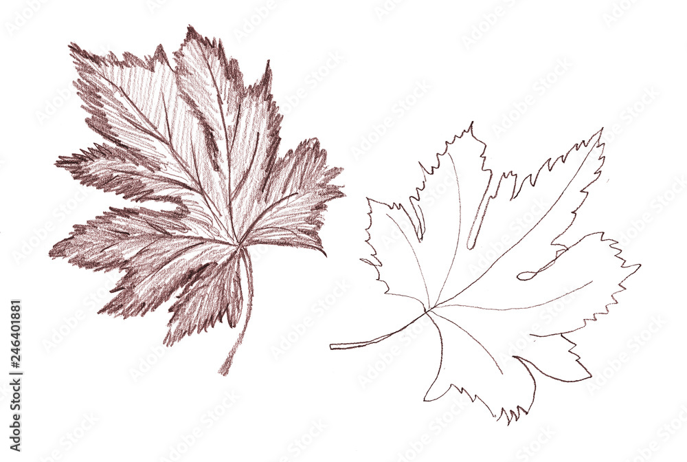 Leaves of a Bo Tree drawing by me with graphite pencils on paper 34 x 30  cms  Drawings Leaf drawing Leaves sketch