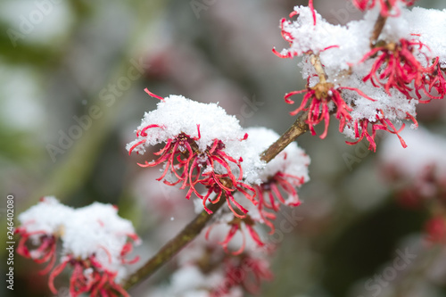 Zaubernuss-Blüten mit Schnee photo