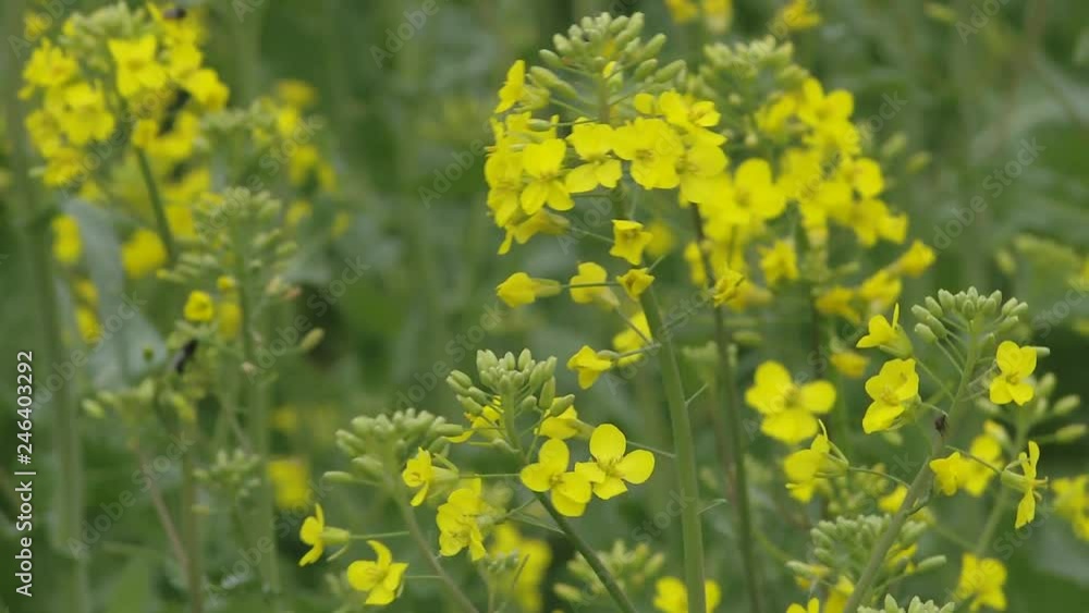 Close up of rapeseeds. Beautiful colors in daytime. Plants for oil and