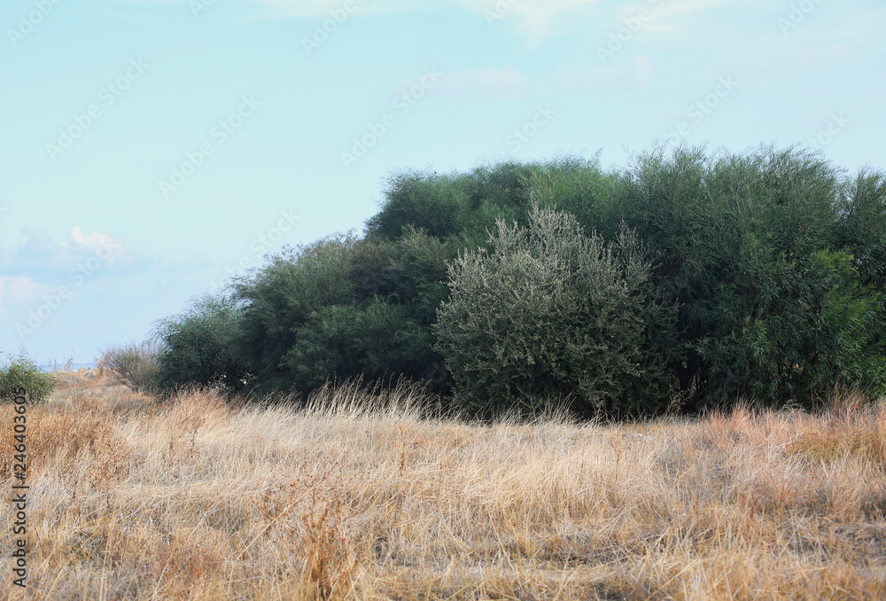 Sun dried field with green bushes and blue sky lifestyle landscape. Afternoon. Muted dim retro colors. Rhodes, Greece. Calm peaceful nature. Sun dried field with green bushes and blue sky lifestyle landscape. Afternoon. Muted dim retro colors. Rhodes, Greece. Calm peaceful nature.