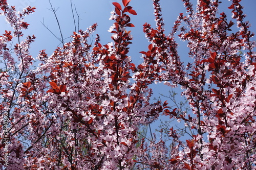 Foliage and flowers of Prunus pissardii against blue sky photo