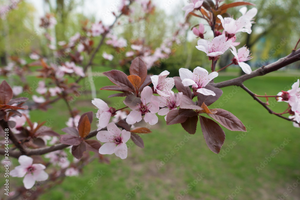 Red leaves and pink flowers on branch of Prunus pissardii in spring