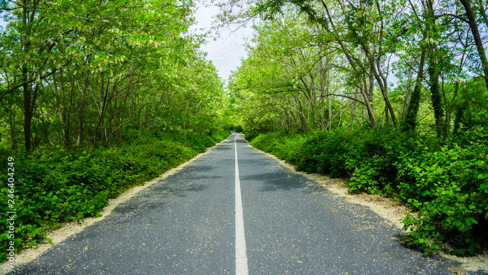 Obraz premium Road walkway in forest. Empty road in the countryside leading to the distant through the trees. Asphalt road to freedom and endless in spring or autumn / fall. Way to heaven. Copy space. Wallpaper.
