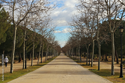 Walk in the park during the winter