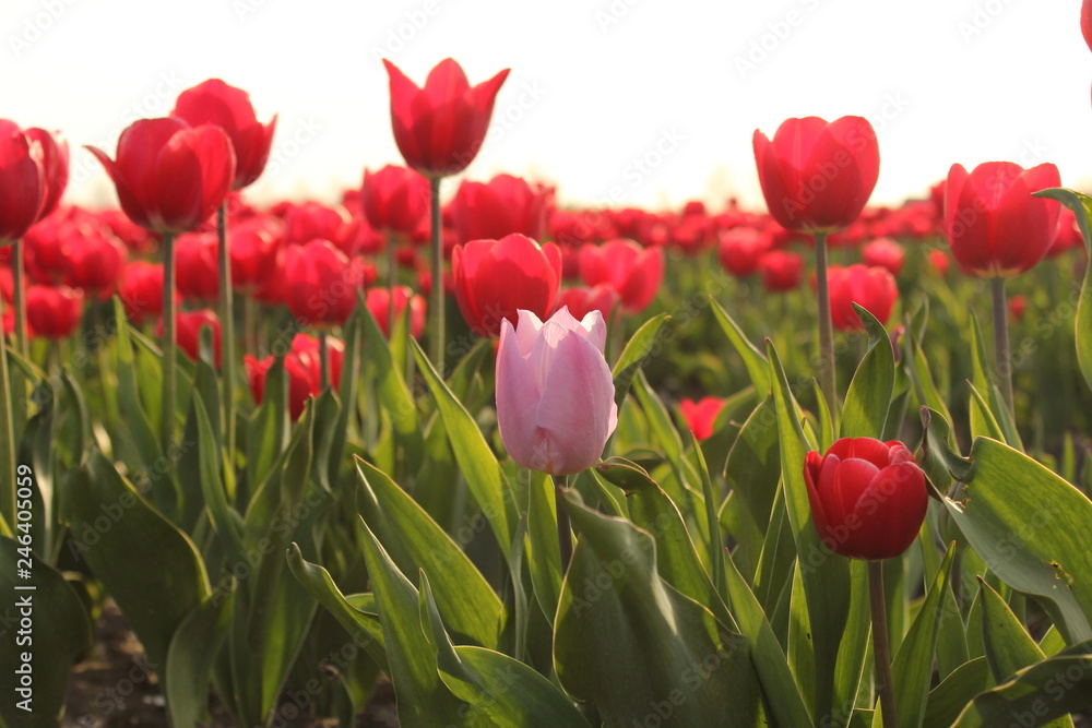 a group of red tulips and one pink tulip in the fields with a white background