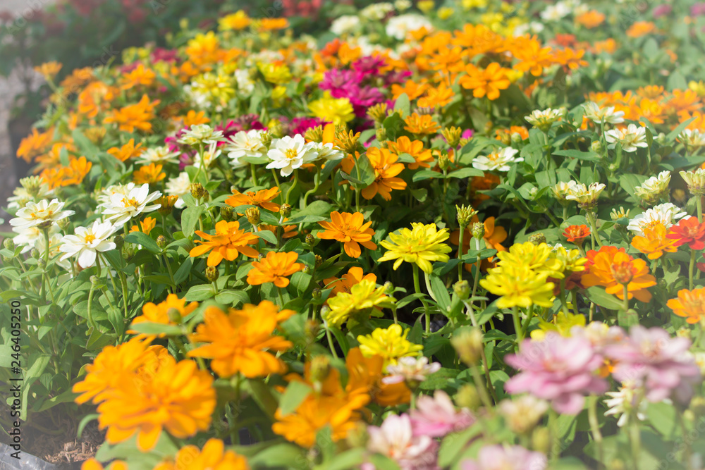 Flower in the garden.