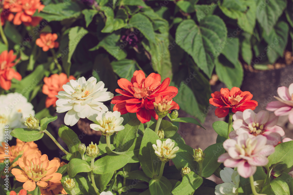 Flower in the garden. Flower in the garden.