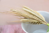 One spikelet of wheat  