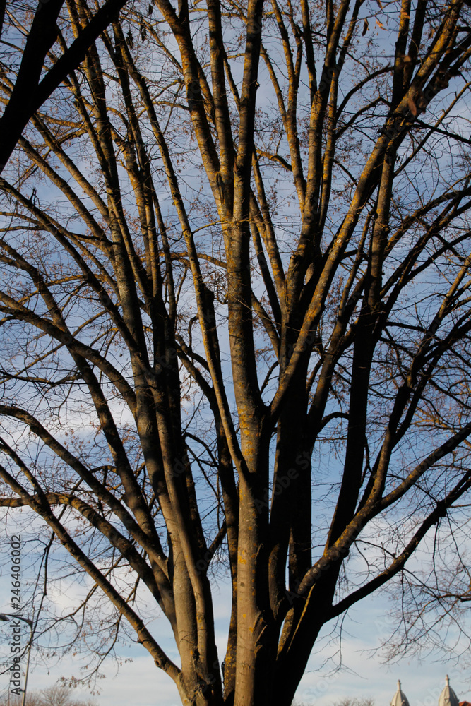 Árbol Árbol
