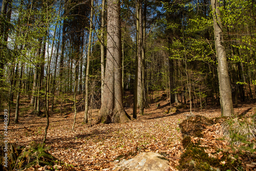Landscape picture from the national park in Bavaria Landscape picture from the national park in Bavaria
