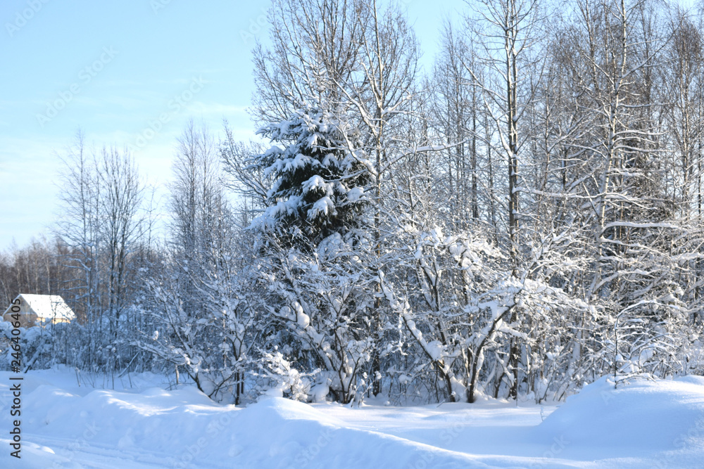 snow-covered trees in the forest snow-covered trees in the forest