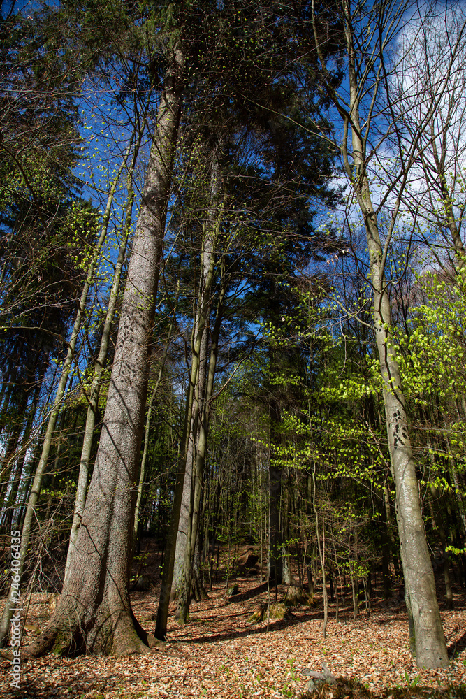 Landscape picture from the national park in Bavaria Landscape picture from the national park in Bavaria