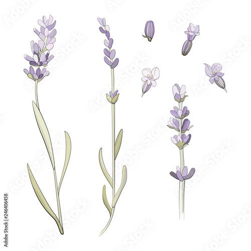 lavender