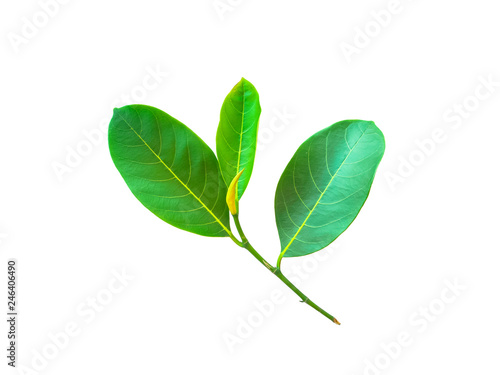 Leaves of jackfruit trees and Thai fruits on a white background