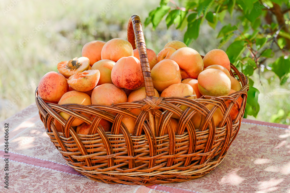 Apricot harvest in a rattan basket on the background of the garden.