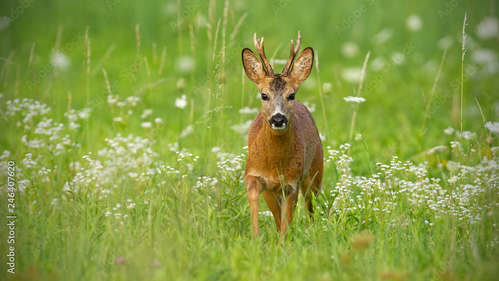 Young roe deer, capreolus capreolus, buck walking towards camera surrounded by white flowers in summer. Wildlife scenery with wild animal approaching warily. Panoramic horizontal composition with Young roe deer, capreolus capreolus, buck walking towards camera surrounded by white flowers in summer. Wildlife scenery with wild animal approaching warily. Panoramic horizontal composition with