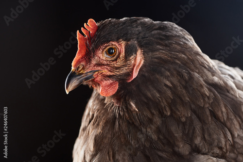 close up of cute brown chicken isolated on black