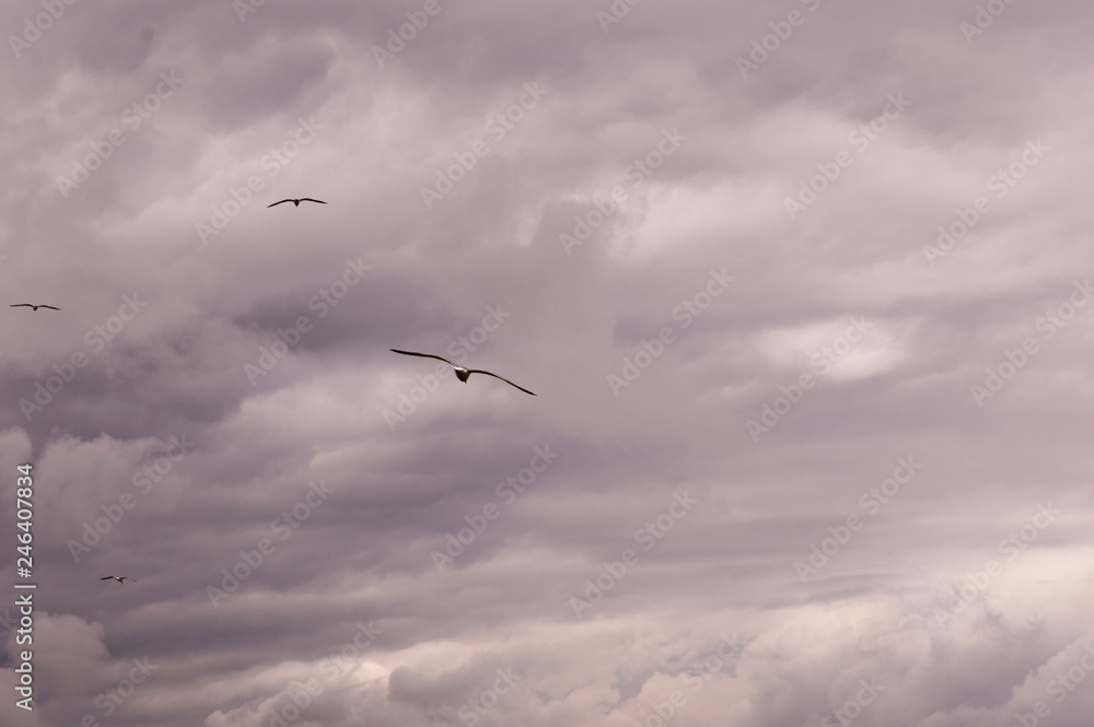 panoramic view of a group of seagulls flying against a stormy sky-scape.