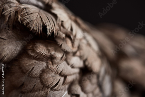 close up texture of brown chicken feathers isolated on black