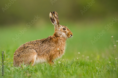 European hare, Lepus europaeus, in spring with fresh looking green blurred background. Wild rabbit on grass.