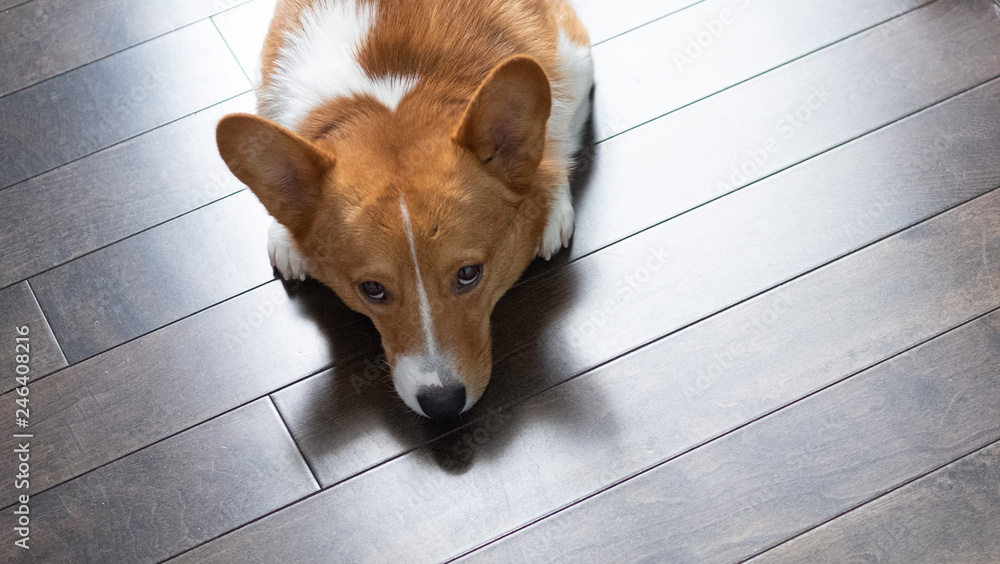 corgi dog