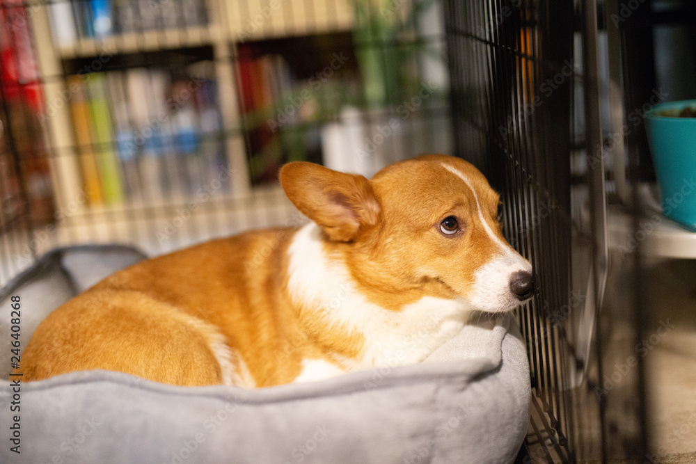 corgi dog