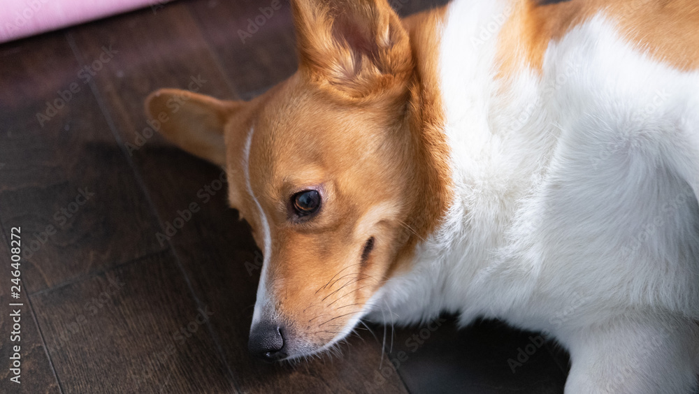 corgi dog