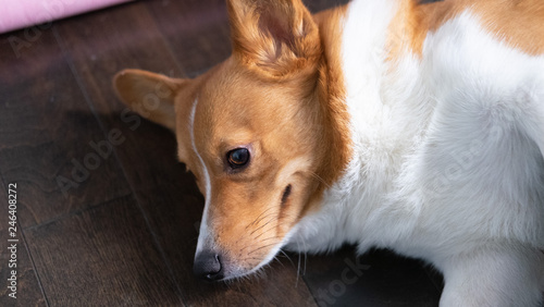 Obraz na płótnie corgi dog w salonie