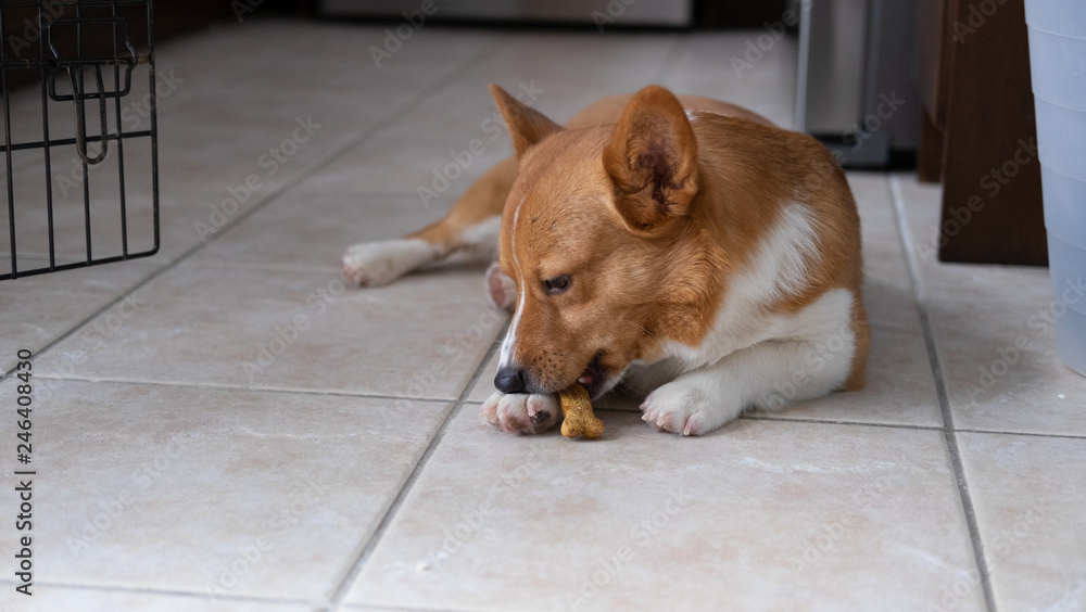 corgi dog