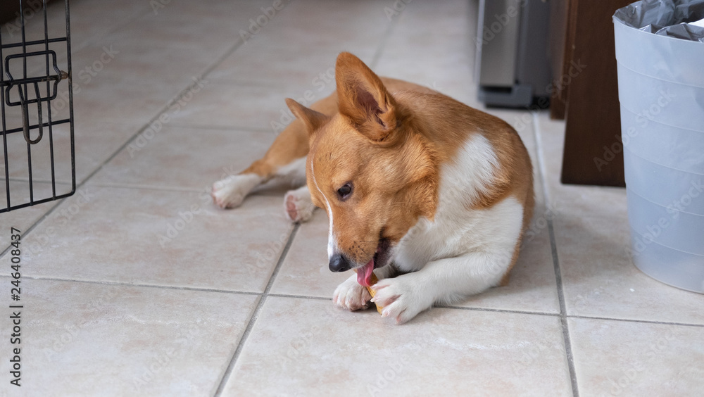 corgi dog