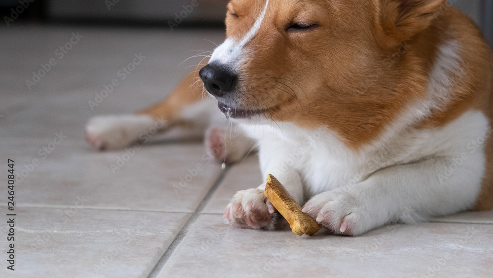 corgi dog