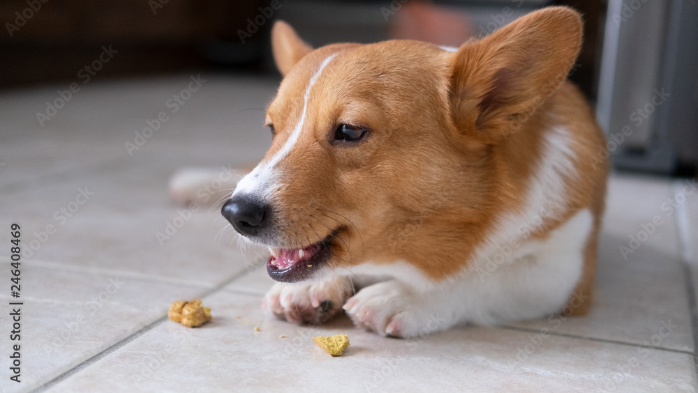 corgi dog