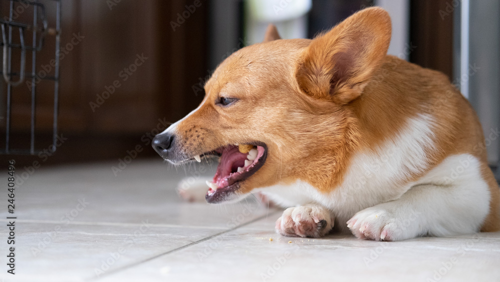 corgi dog