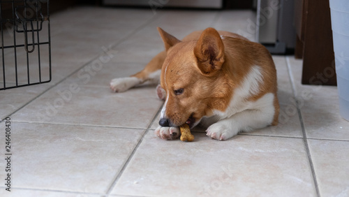 Obraz na płótnie corgi dog w salonie