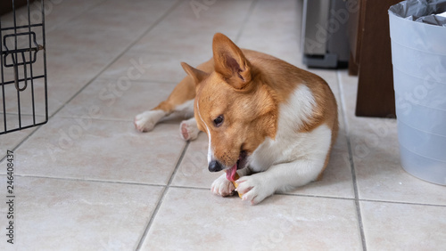 Obraz na płótnie corgi dog w salonie