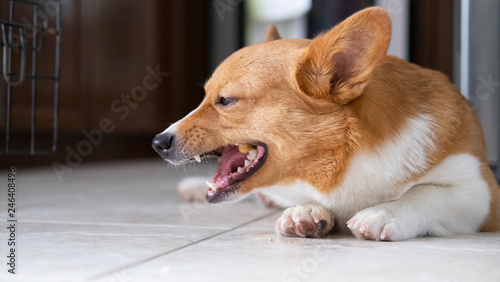 Obraz na płótnie corgi dog w salonie