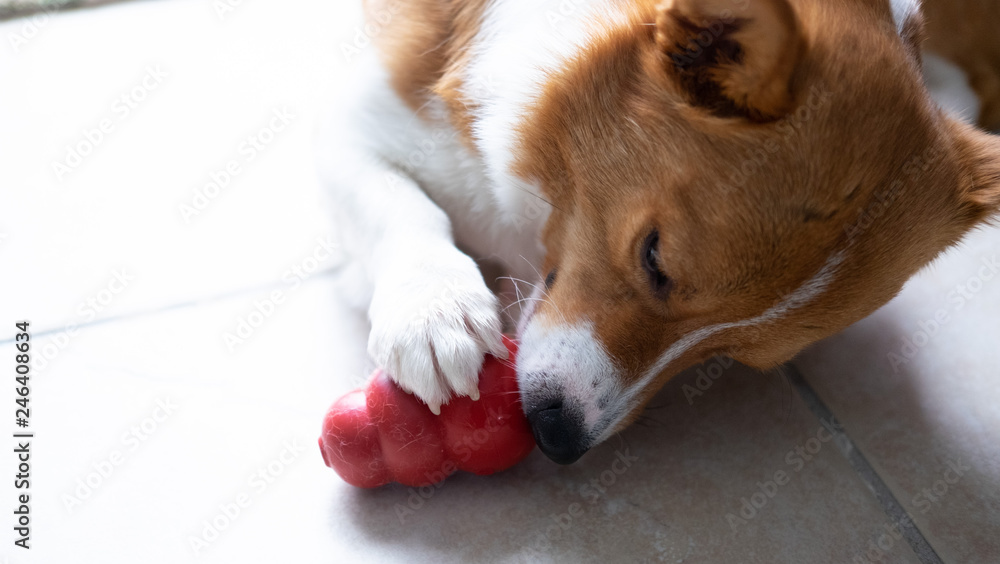 corgi dog