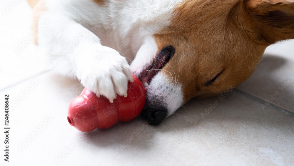 corgi dog