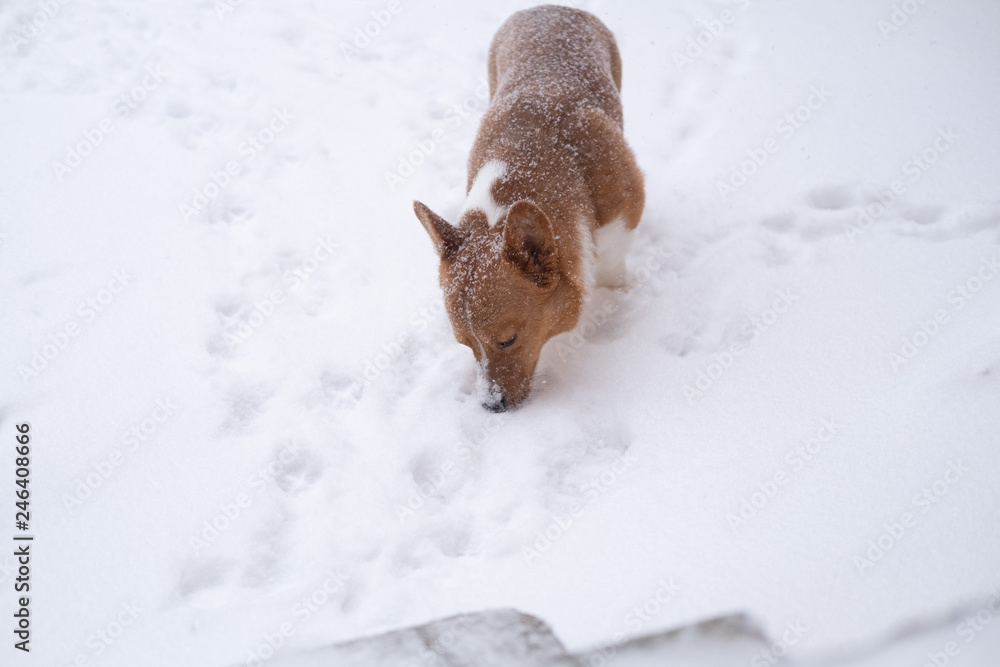 corgi dog