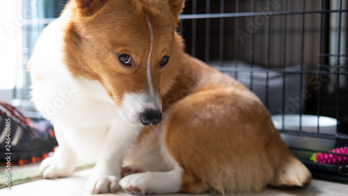 Obraz na płótnie corgi dog w salonie