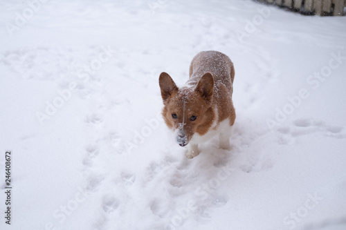 Obraz na płótnie corgi dog w salonie