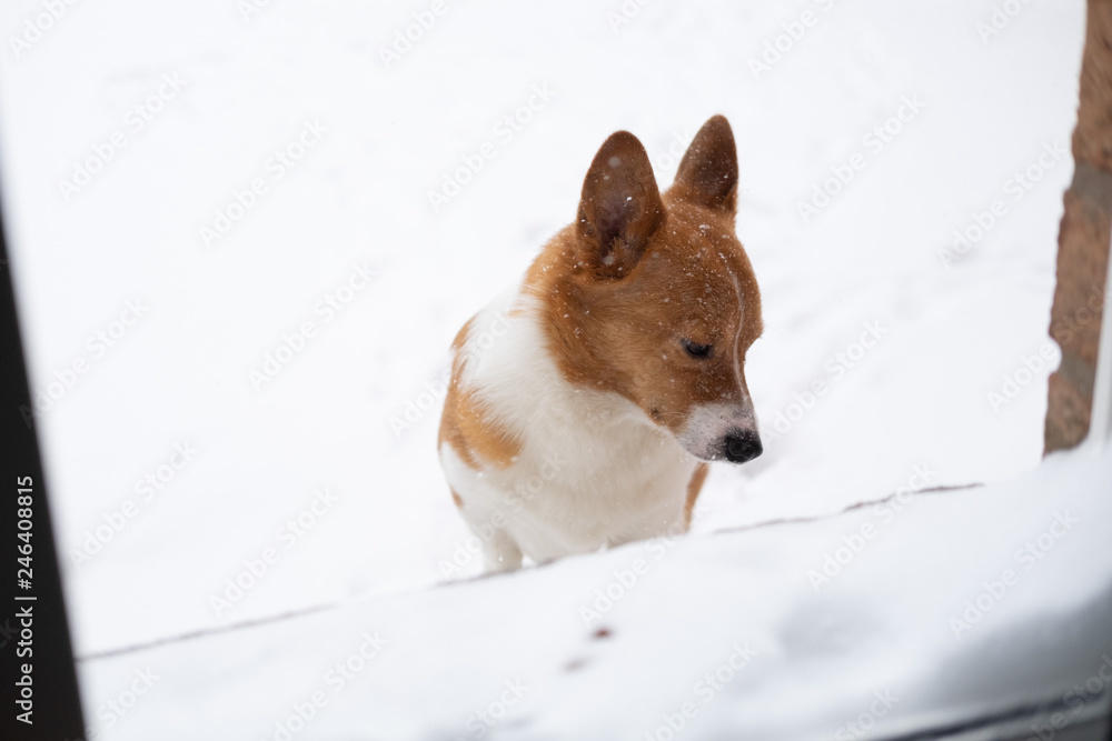 corgi dog