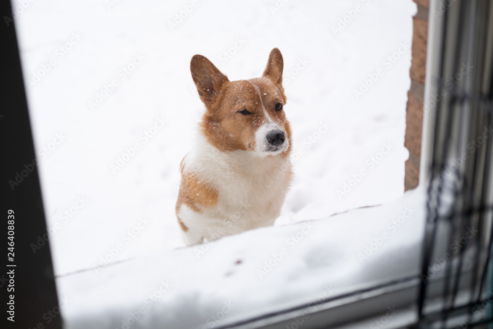 corgi dog