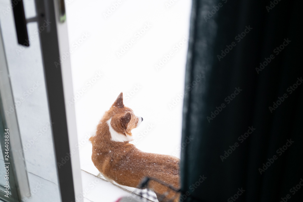 corgi dog