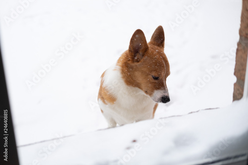 Obraz na płótnie corgi dog w salonie