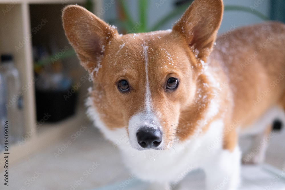 corgi dog