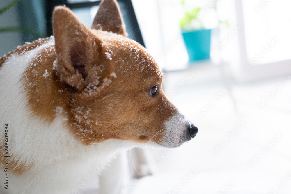 corgi dog